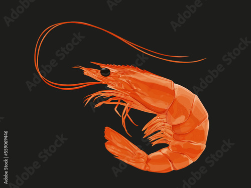 shrimp on black background