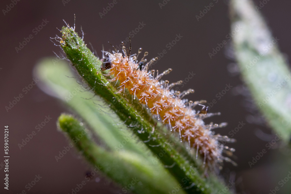 Plume moth larvae, Stangeia siceliota, walking on a plant under the sun Plume moth larvae, Stangeia siceliota, walking on a plant under the sun