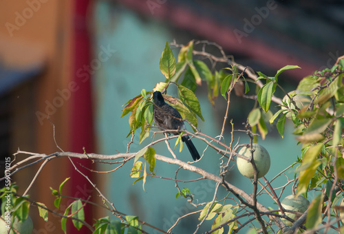 Bird on tree