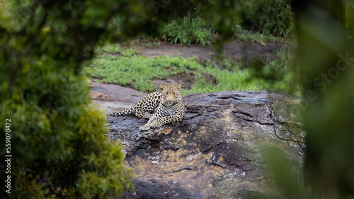 a young male leopard relaxing on a boulder