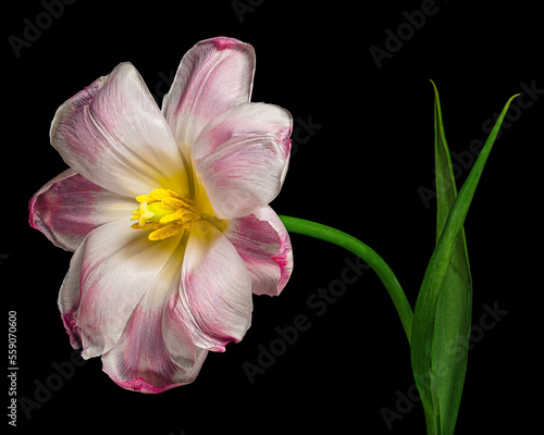 Pink-white blooming tulip with green stem and leaves isolated on black background. Studio close-up shot.
