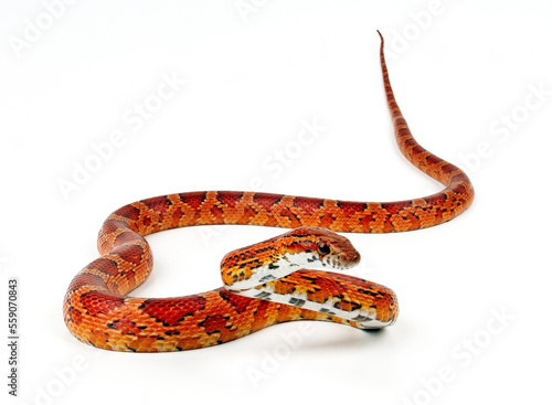 Corn snake // Kornnatter (Pantherophis guttatus)