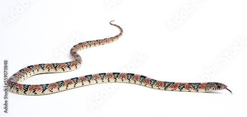 Long-nosed snake // Langnasennatter (Rhinocheilus lecontei)