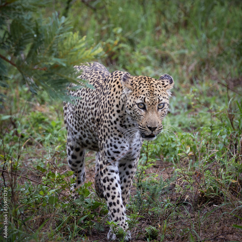a leopardess walking toward to camera