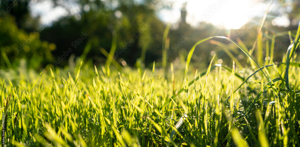 summer meadow with green grass, macro view with sun rays background