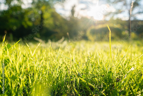 summer meadow with green grass, macro view with sun rays background