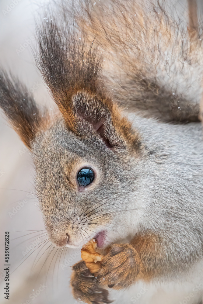 The squirrel with nut sits on tree in the winter or late autumn The squirrel with nut sits on tree in the winter or late autumn