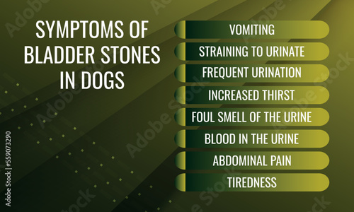 SYMPTOMS OF Bladder Stones IN DOGS.  Vector illustration for medical journal or brochure. 