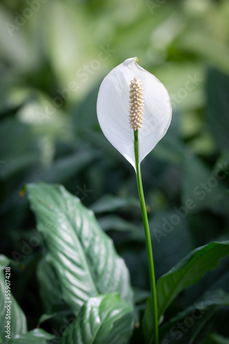 White Peace Lily grows in shade with high humidity and needs moderate sunlight.