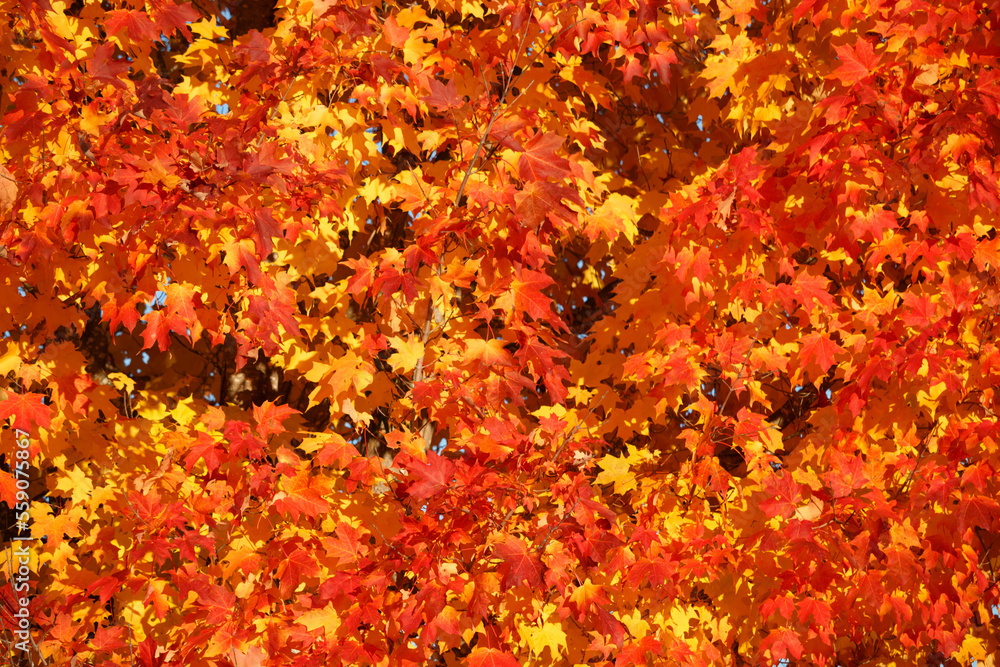 Orange and yellow maple leaves background Orange and yellow maple leaves background