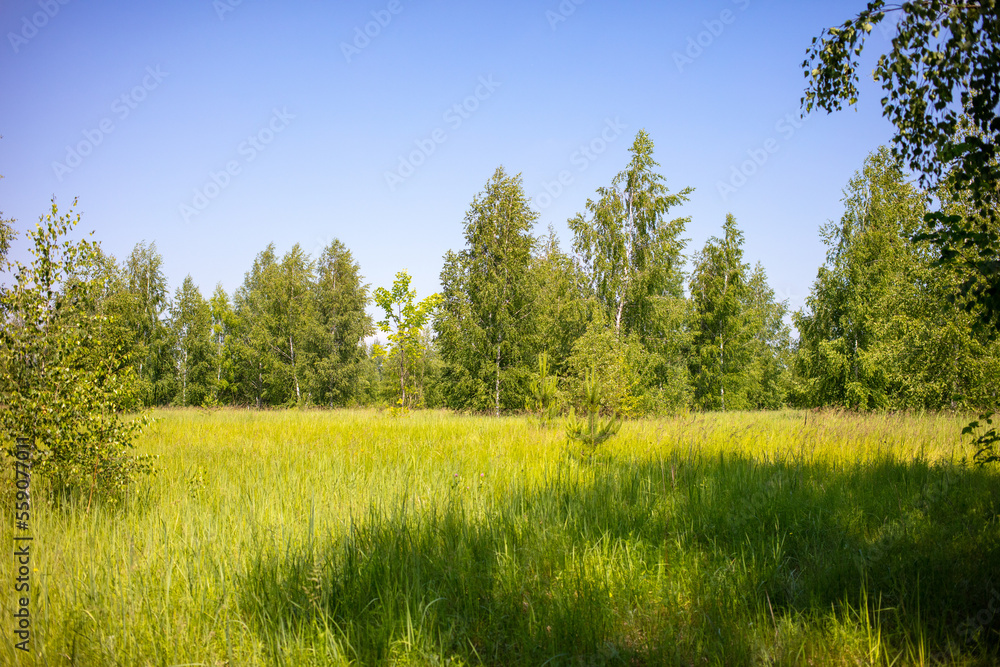 Fototapeta premium Green trees in the forest in summer.