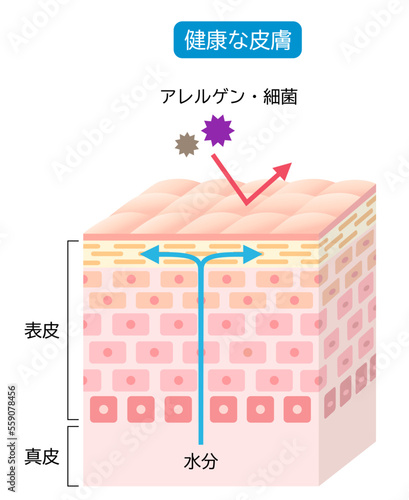 バリア機能の整った健康な皮膚　肌細胞と断面図　立体
