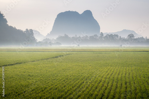 Image of beautiful Terraced rice field in water season