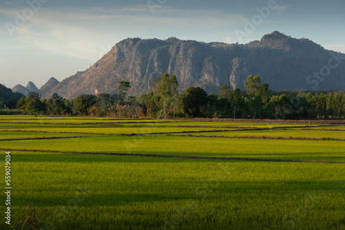 Image of beautiful Terraced rice field in water season