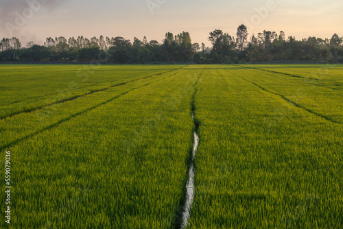 Image of beautiful Terraced rice field in water season