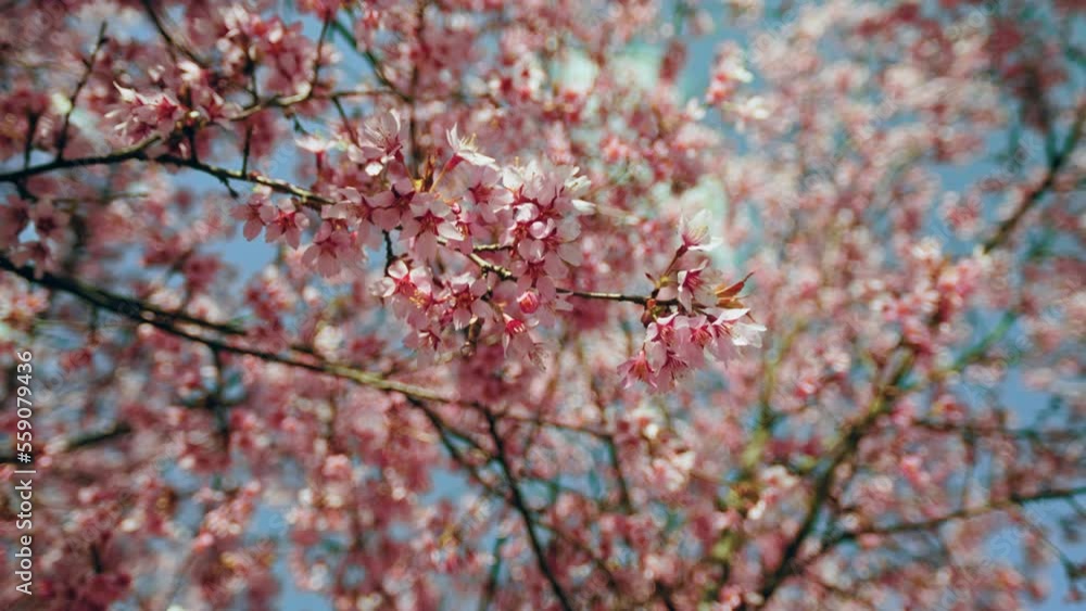Low angle close-up view of beautiful sakura flower blooming. Sakura tree flower on blue sky. Pink sakura cherry blossoms branch in spring season, sun shine to sakura branches, soft focus and blur