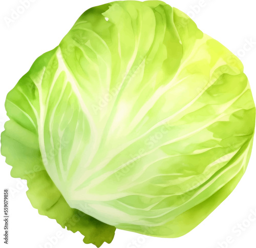 Fresh Cabbage Hand Drawn Watercolor Painting