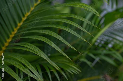 Tropical green palm plant background close up © grthirteen