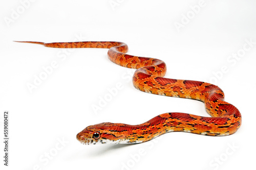 Kornnatter // Corn snake (Pantherophis guttatus)