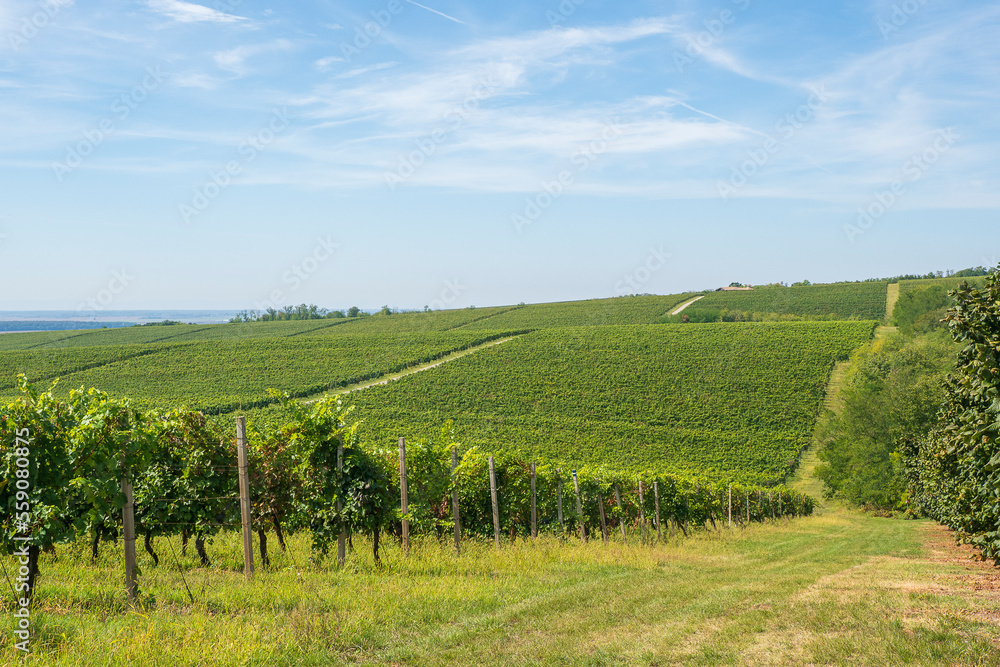 Road through the vineyards of Banská Bystrica