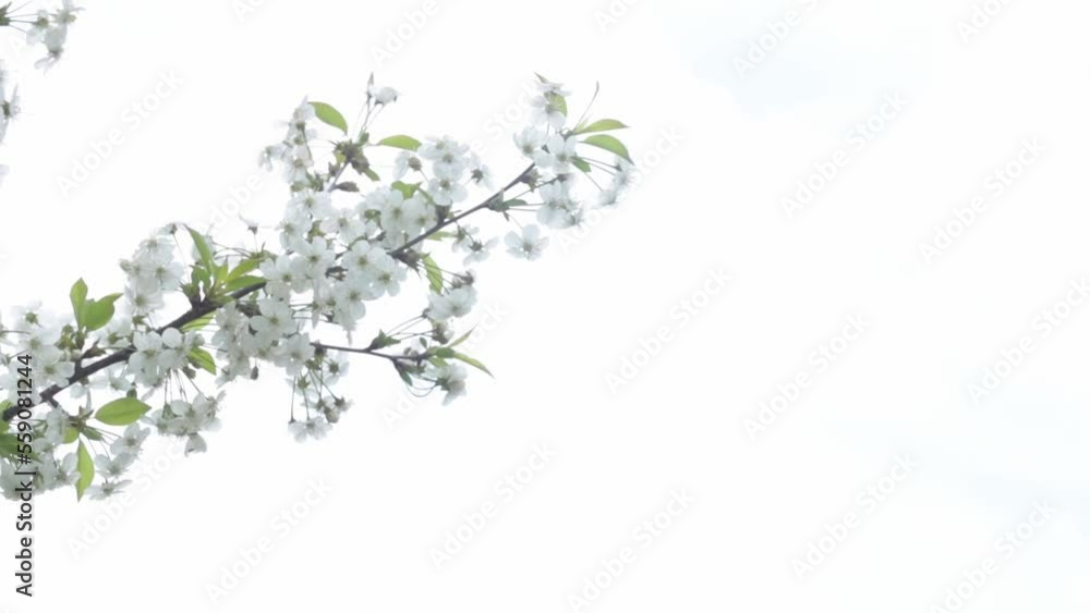 Apple tree flowers on a beautiful blurred background of a blooming garden. Bright flower scene of spring bloom with natural light. Apple tree flowers on a beautiful blurred background of a blooming garden. Bright flower scene of spring bloom with natural light.