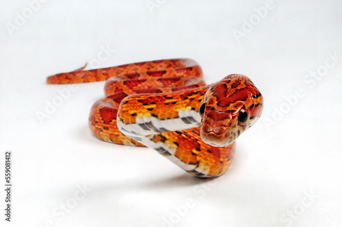 Kornnatter // Corn snake (Pantherophis guttatus) photo