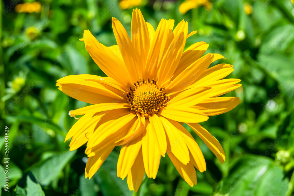 Fototapeta premium Fine wild growing flower aster false sunflower on background meadow