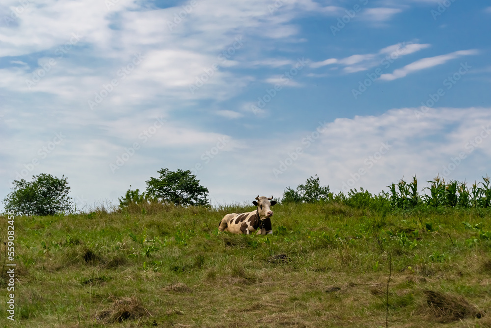beautiful big milk cow grazes on green meadow under blue sky