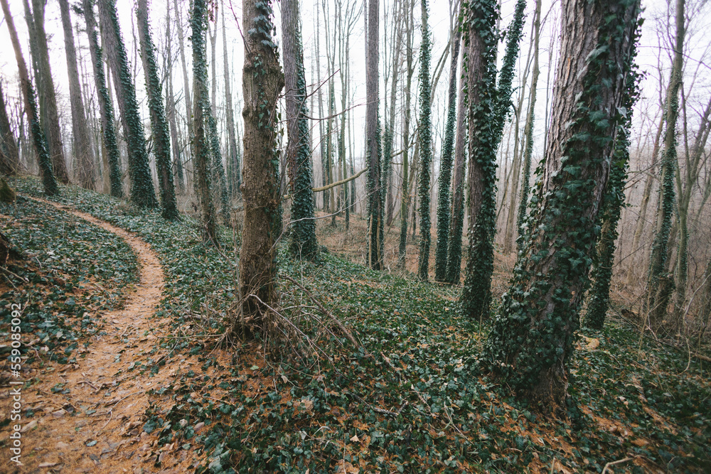 Winter forest with trees covered with ivy