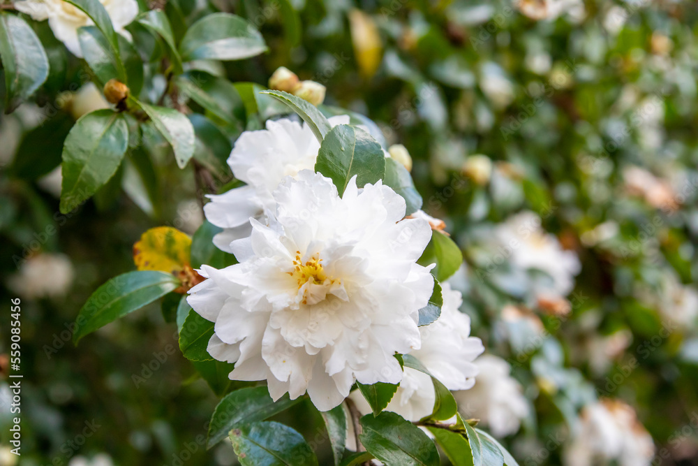 The closeup image of sasanqua camellia (Camellia sasanqua). It is a species of Camellia native to China and Japan. It is usually found growing up to an altitude of 900 metres. The closeup image of sasanqua camellia (Camellia sasanqua). It is a species of Camellia native to China and Japan. It is usually found growing up to an altitude of 900 metres.