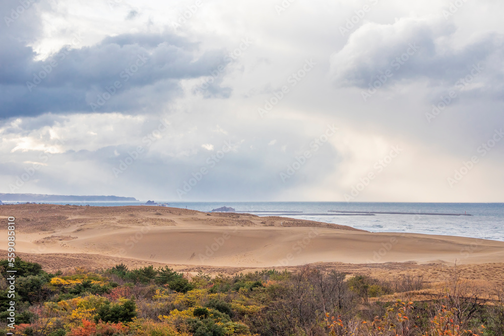 Fototapeta premium The autumn view of Tottori Sand Dunes, located outside the city center of Tottori in Tottori Prefecture, Japan. The backgroud is Sea of Japan.