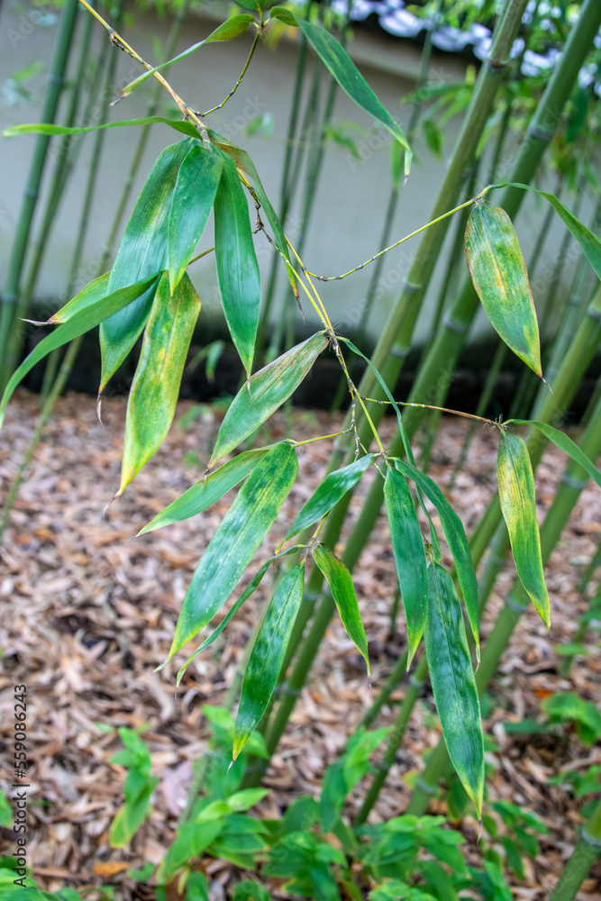 all gold bamboo, allgold bamboo, autumn, autumnal, background, bamboo, beautiful, bright, bunch, closeup, cluster, culms, decorative, devon, england, english, evergreen, fall, foliage, forest, garden, all gold bamboo, allgold bamboo, autumn, autumnal, background, bamboo, beautiful, bright, bunch, closeup, cluster, culms, decorative, devon, england, english, evergreen, fall, foliage, forest, garden,