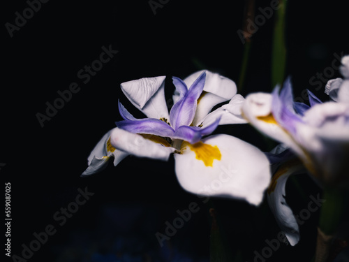 African iris