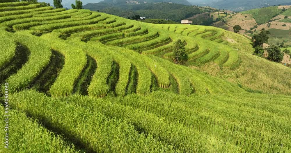 Golden rice terraces field by harvesting season, at Ban Pa Pong Piang Chiang Mai Province, Northern of Thailand, camera movement from drone 4k video Golden rice terraces field by harvesting season, at Ban Pa Pong Piang Chiang Mai Province, Northern of Thailand, camera movement from drone 4k video
