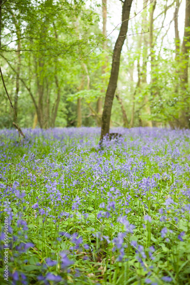 Field of common bluebell flowers in woods, UK