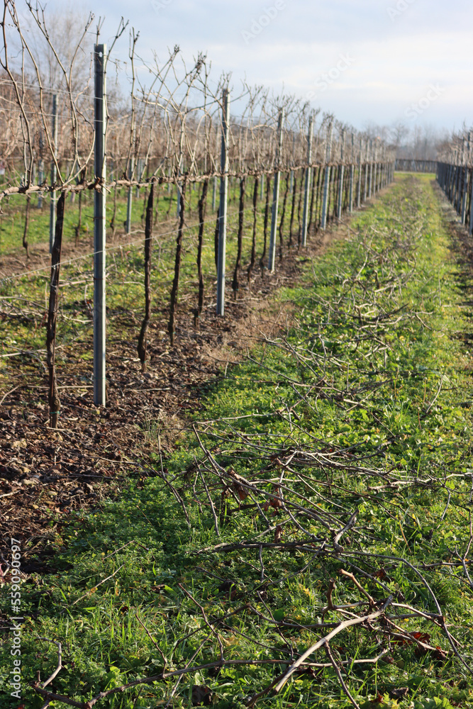 Pruined Pinot Vineyard  on winter season with many cut branches on the ground in the italian countryside