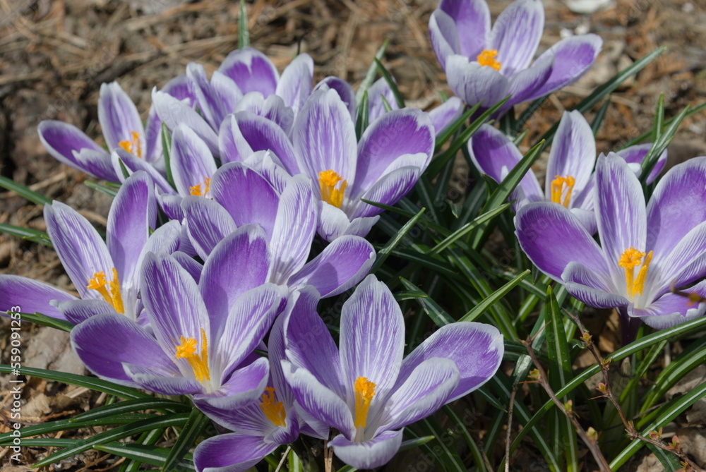 Beautiful colored crocus flowers Beautiful colored crocus flowers