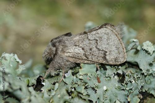 Closeup on the pale oak eggar moth, Trichiura crataegi, sitting on wood
