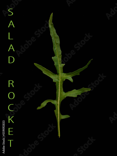 Green Arugula leaf and with a green vertical text Salad Rocket seen against a black background.