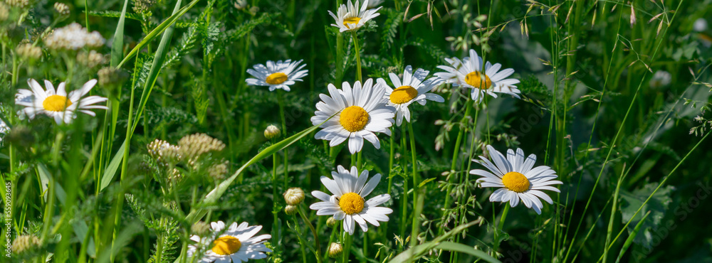 Fototapeta premium Banner daisies among the green grass in the meadow.