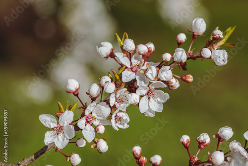 Beautiful floral spring abstract background of nature.