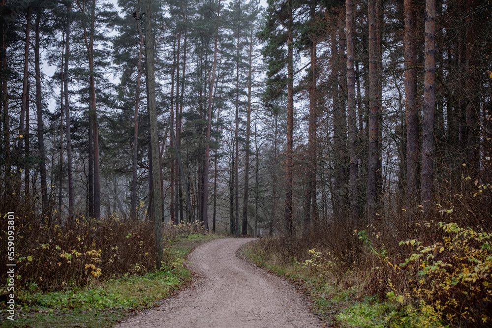 winding road through pine forest in misty autumn day winding road through pine forest in misty autumn day