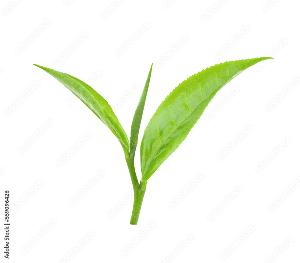 tea leaf on transparent png tea leaf on transparent png