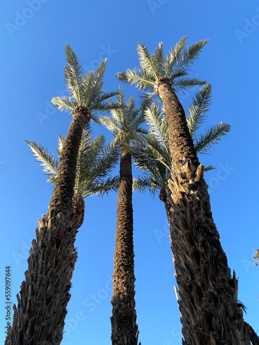 palmiers vertical