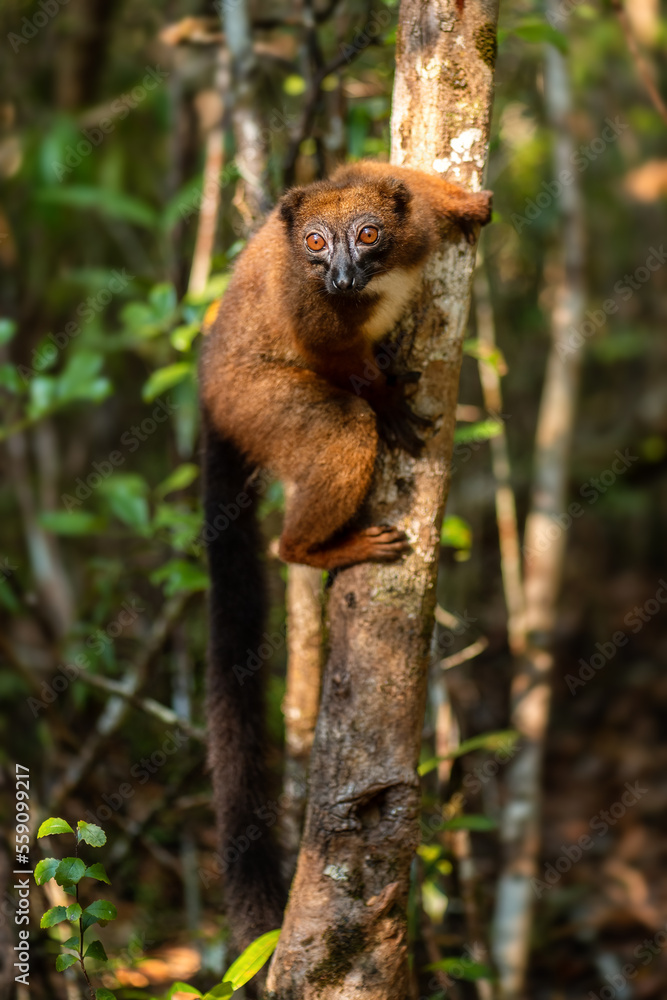 Red-bellied Lemur - Eulemur rubriventer, rain forest Madagascar east coast. Cute primate. Madagascar endemite. Ranomafana National Park.