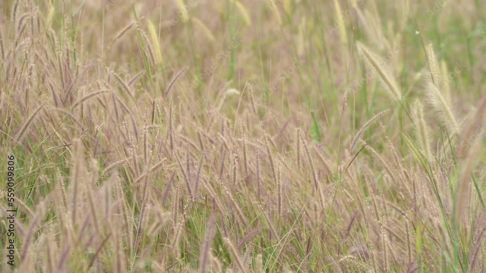Wild Reeds Grass flower in meadow Sway From Wind blow. White Grass flowers sway with wind in green field. Meadow Near road In Countryside.White reed in green field swaying like wave in wind breeze. Wild Reeds Grass flower in meadow Sway From Wind blow. White Grass flowers sway with wind in green field. Meadow Near road In Countryside.White reed in green field swaying like wave in wind breeze.