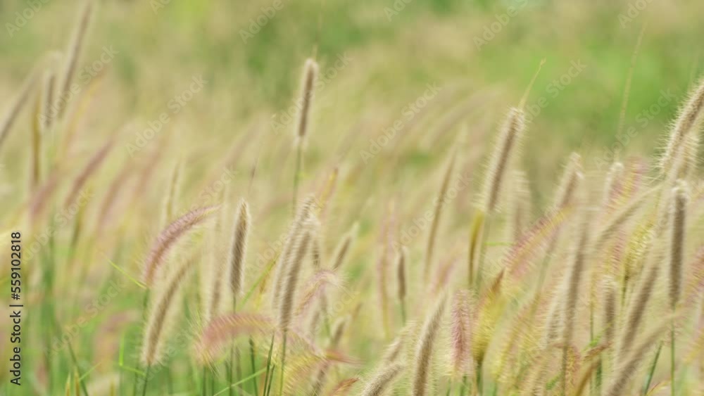 Wild Reeds Grass flower in meadow Sway From Wind blow. White Grass flowers sway with wind in green field. Meadow Near road In Countryside.White reed in green field swaying like wave in wind breeze. Wild Reeds Grass flower in meadow Sway From Wind blow. White Grass flowers sway with wind in green field. Meadow Near road In Countryside.White reed in green field swaying like wave in wind breeze.