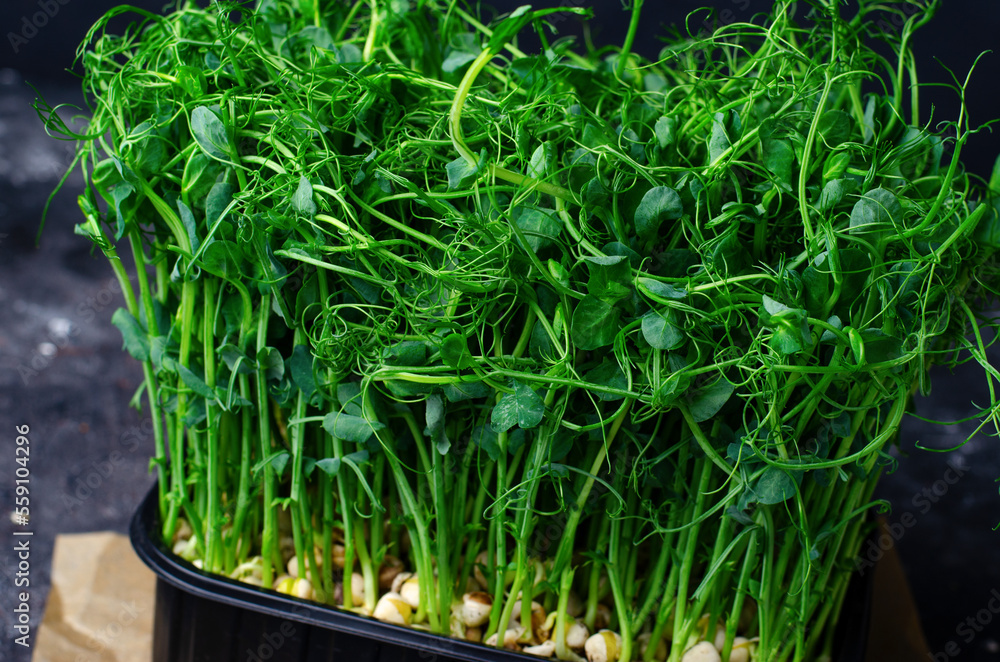 Organic pea sprouts in a Container, Microgreen, Dark Background