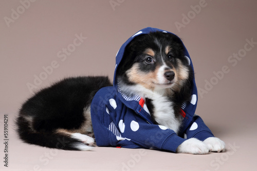 Cute little sheltie puppy in a sweatshirt photo