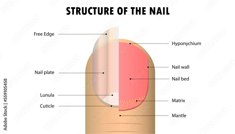 Nail Structure Illustration Vector Illustration Stock Illustration -  Download Image Now - Anatomy, Beauty, Biomedical Illustration - iStock